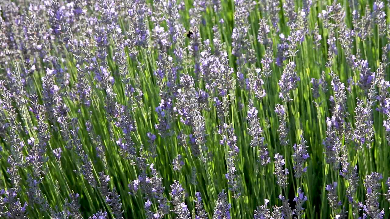 부드러운 바람에 날리는 꿀벌과 꽃이 만발한 라벤더의 타이트한 샷