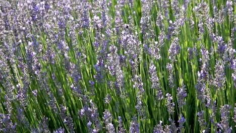 Disparo-Ajustado-De-Abejas-Y-Lavanda-En-Flor-Que-Sopla-En-Una-Suave-Brisa