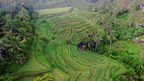 Rice-terrace,-lush-green-healthy-contoured-cascading-plantation