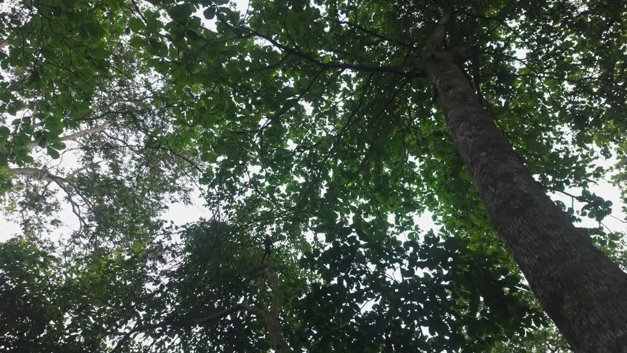 A monkey family hops through the dense foliage of trees in the Cahuita National Park, Costa Rica