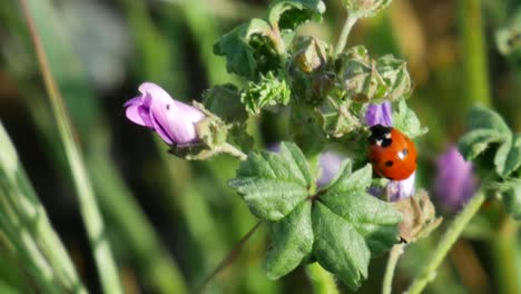 una foto recortada de una mariquita en una planta