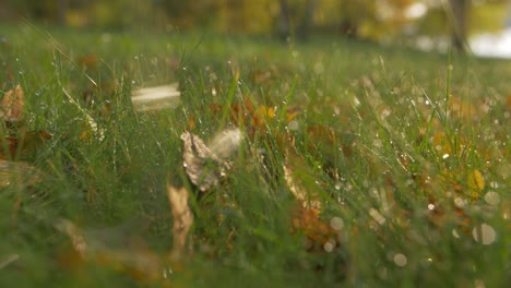 rain drops on grass in slow motion with blurry bokeh background