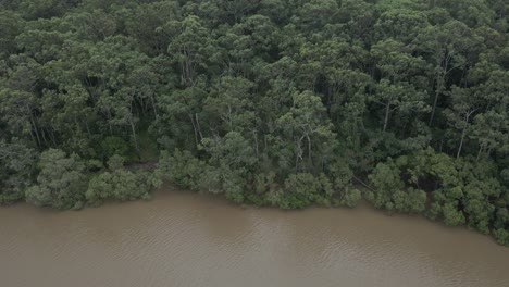 Volando-Hacia-Densos-Manglares-Que-Crecen-En-Tallebudgera-Creek-En-El-Sureste-De-Queensland,-Australia