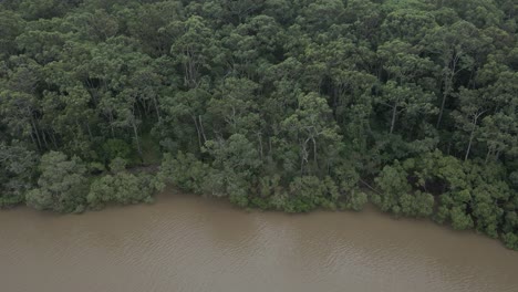flying towards dense mangroves growing on tallebudgera creek in south east queensland, australia