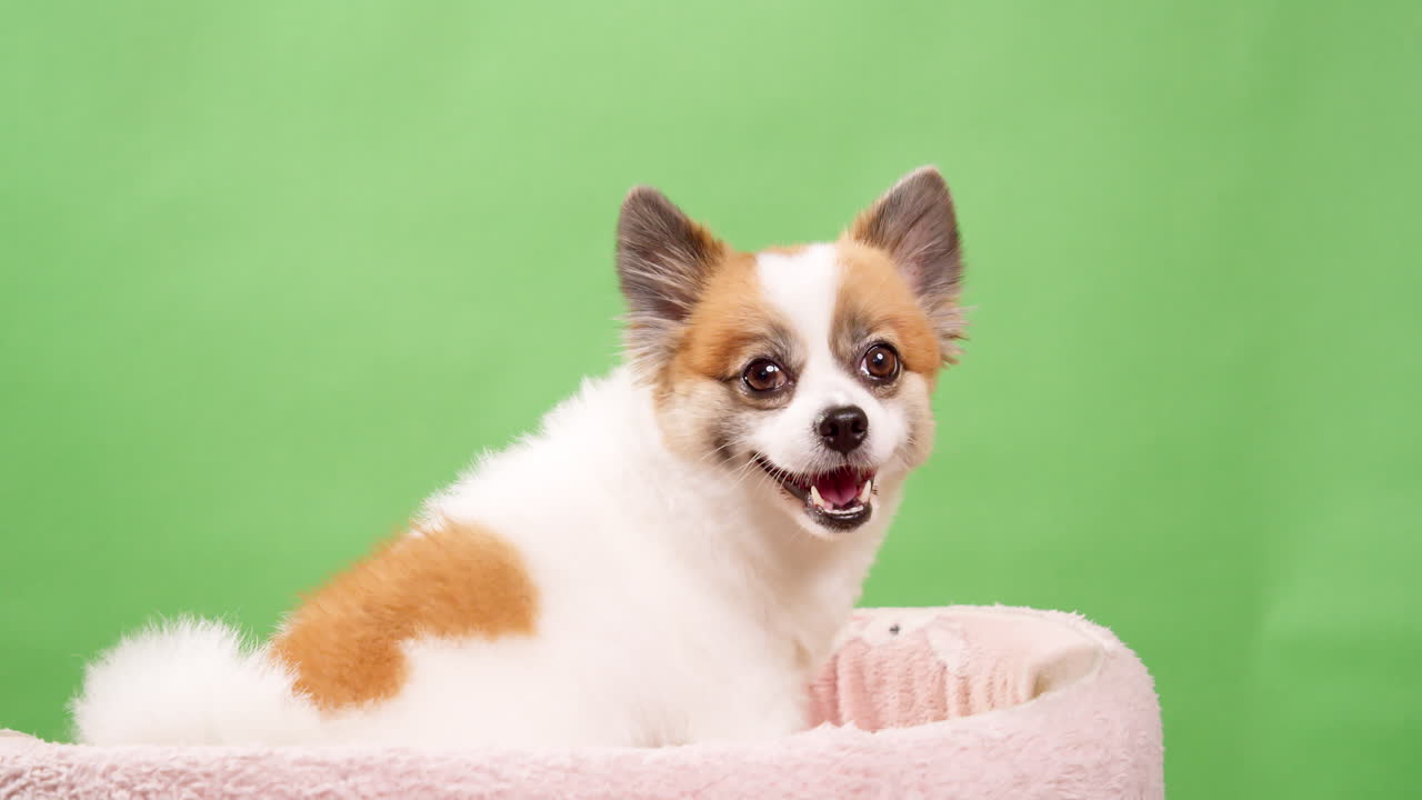 video de un pequeño cervatillo, vivo y feliz, y un perro de color blanco, un cachorro, sentado en una alfombra rosa y una pared verde en la parte de atrás