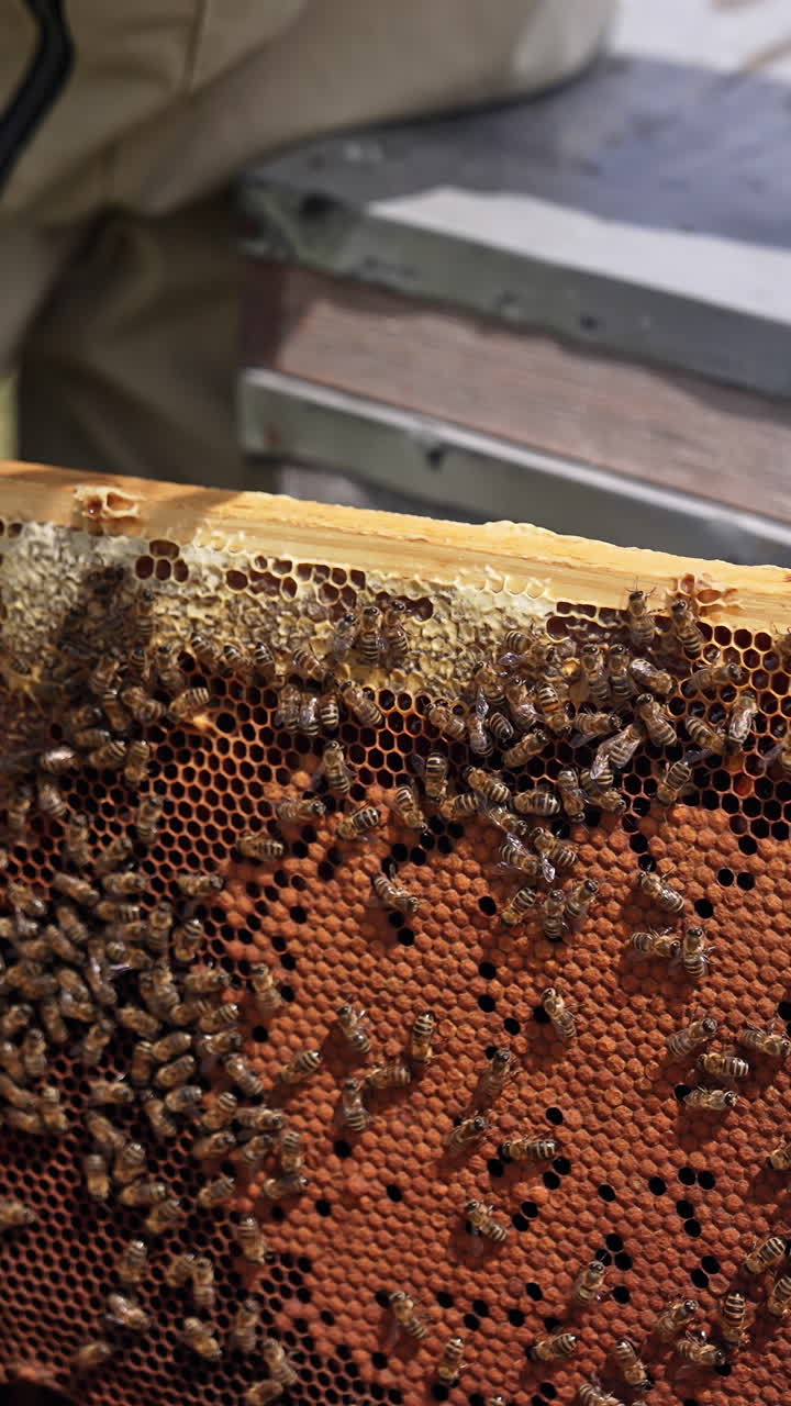 Beekeeper inspecting honeycomb frame at apiary