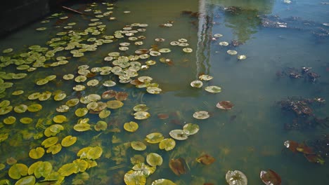 waterflowers water lilies floating in small pond with green dirty water