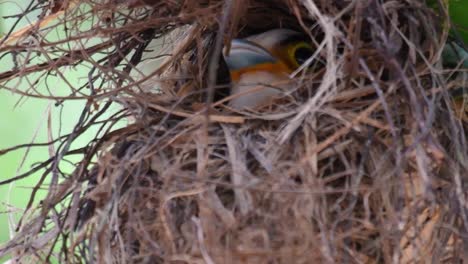 Der-Silberbrust-breitschnabel-Ist-Ein-Berühmter-Vogel-In-Thailand,-Sowohl-Lokal-Als-Auch-International