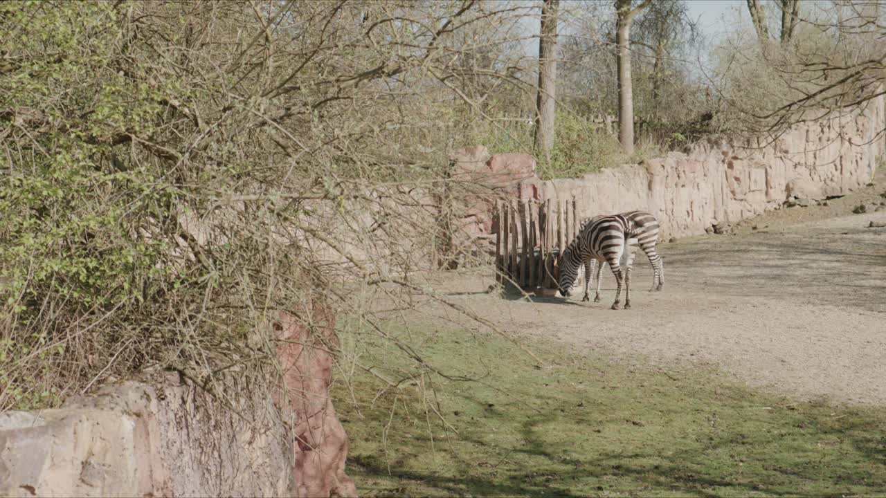 Zebra läuft in einem Zoogehege mit natürlichem Boden, Bäumen und Zaun in einer ruhigen Außenumgebung bei Tageslicht