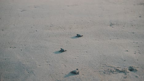 group of baby turtles hatching walking towards the ocean in mexico, puerto escondido