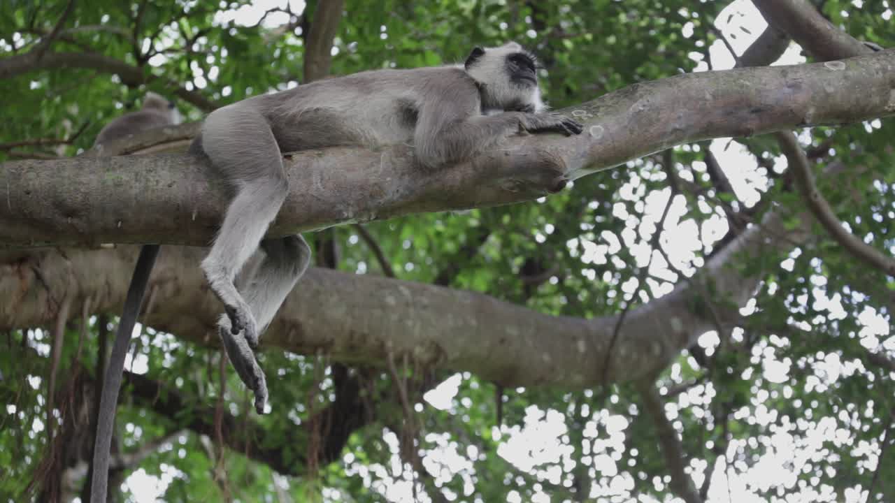 mono se acuesta en un árbol alto en la selva de sri lanka
