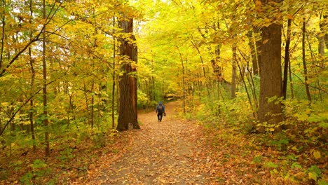 person hiking on a path through an autumn forest