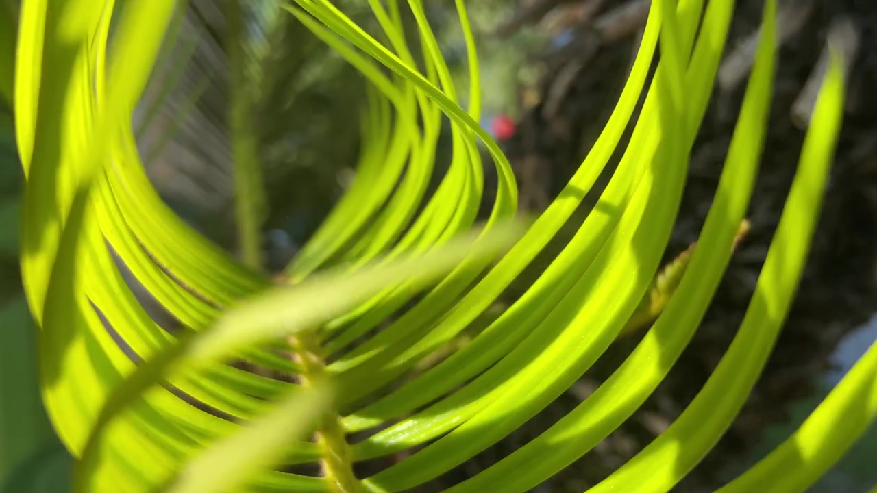Primo piano di una foglia verde fresca di pianta che si sta aprendo