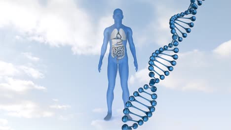 animation of dna strand spinning over human body model