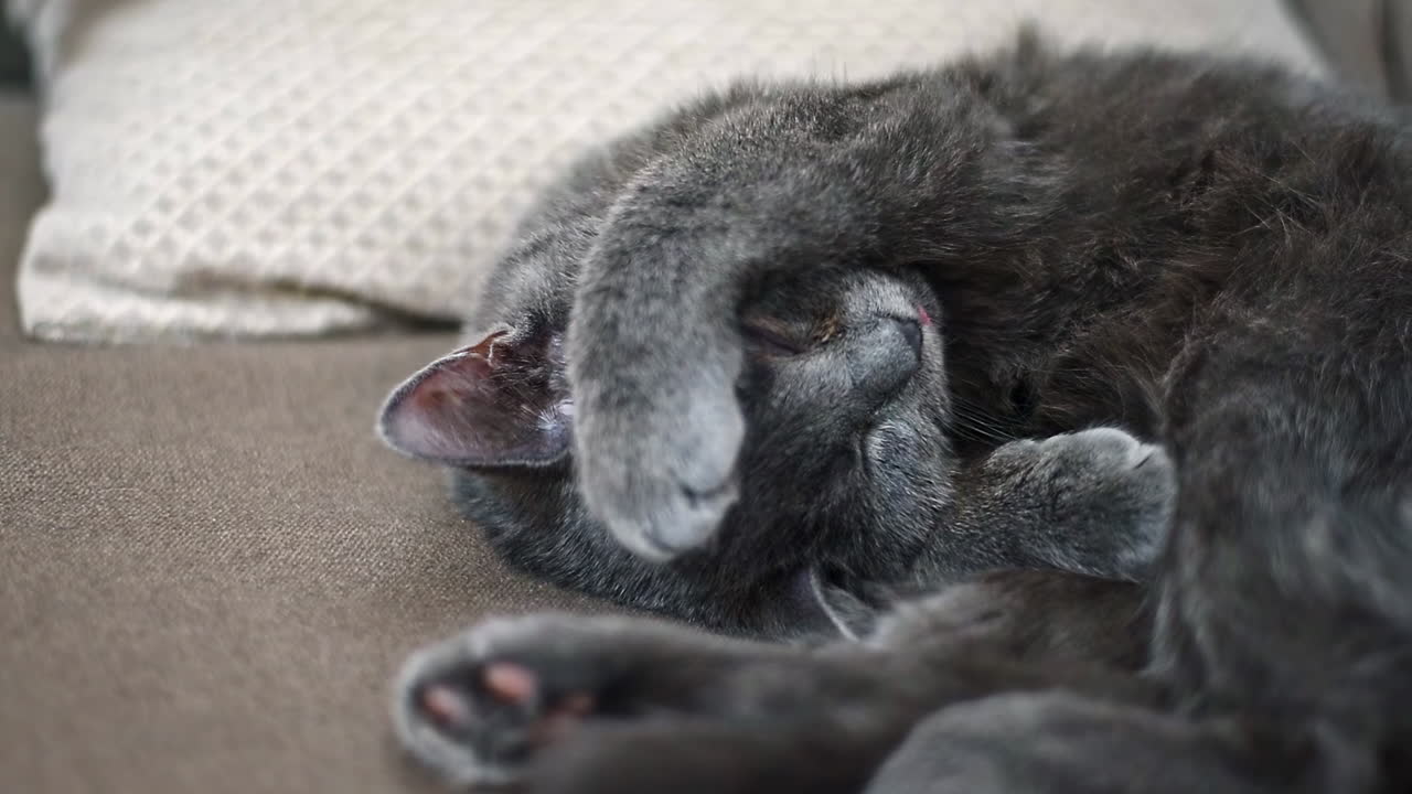 Close-up shot of a gray scottish cat trying to sleep at evening on the sofa