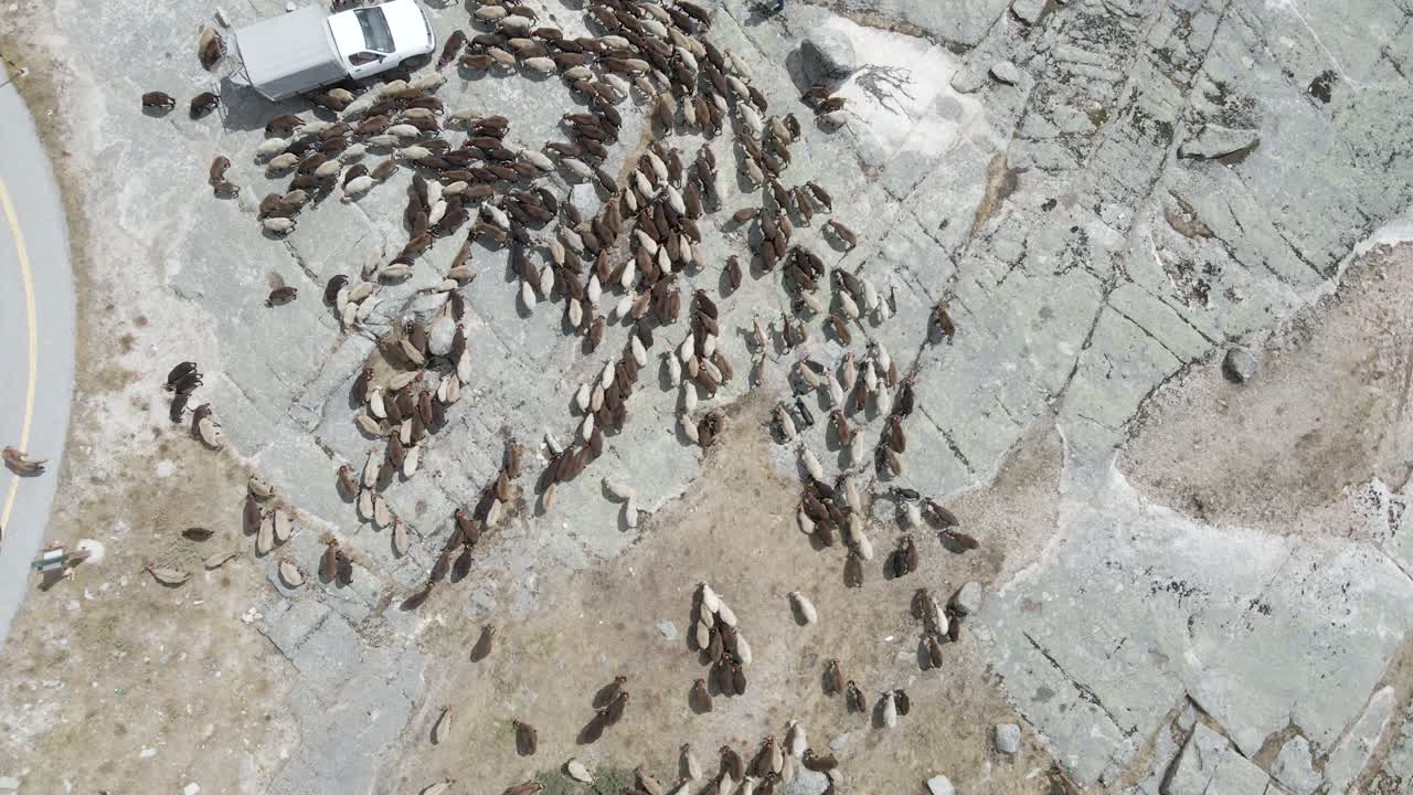 un dron se eleva sobre un rebaño que fluye sobre un camión y una carretera