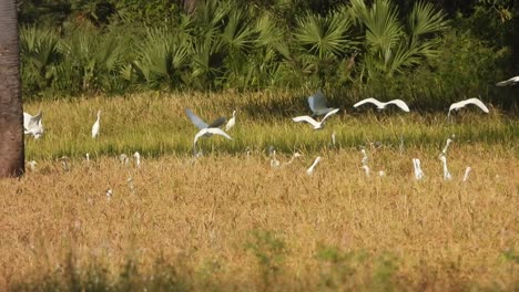 herons playing on rice grass - rice seeds