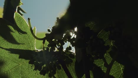 New-grapes-in-a-vineyard-in-Sonoma,-California-at-Sunset