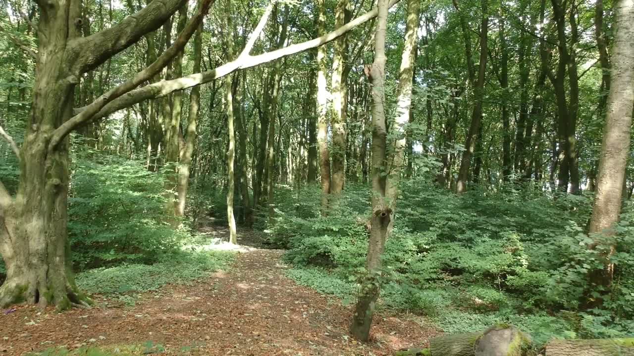 moviéndose a través de los árboles de los bosques - follaje