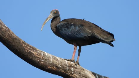 Red-naped-ibis-in-pond-area