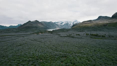 Large-fields-covered-with-Lupine-flowers-with-view-of-snowcapped-mountains-and-glacier-in-the-background,-Iceland