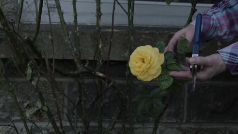 hands of gardener trimming yellow rose bush with secateurs wide shot