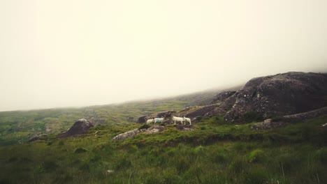 scenic landscape view of sheep grazing on a mountain side, on the ireland countryside pastures