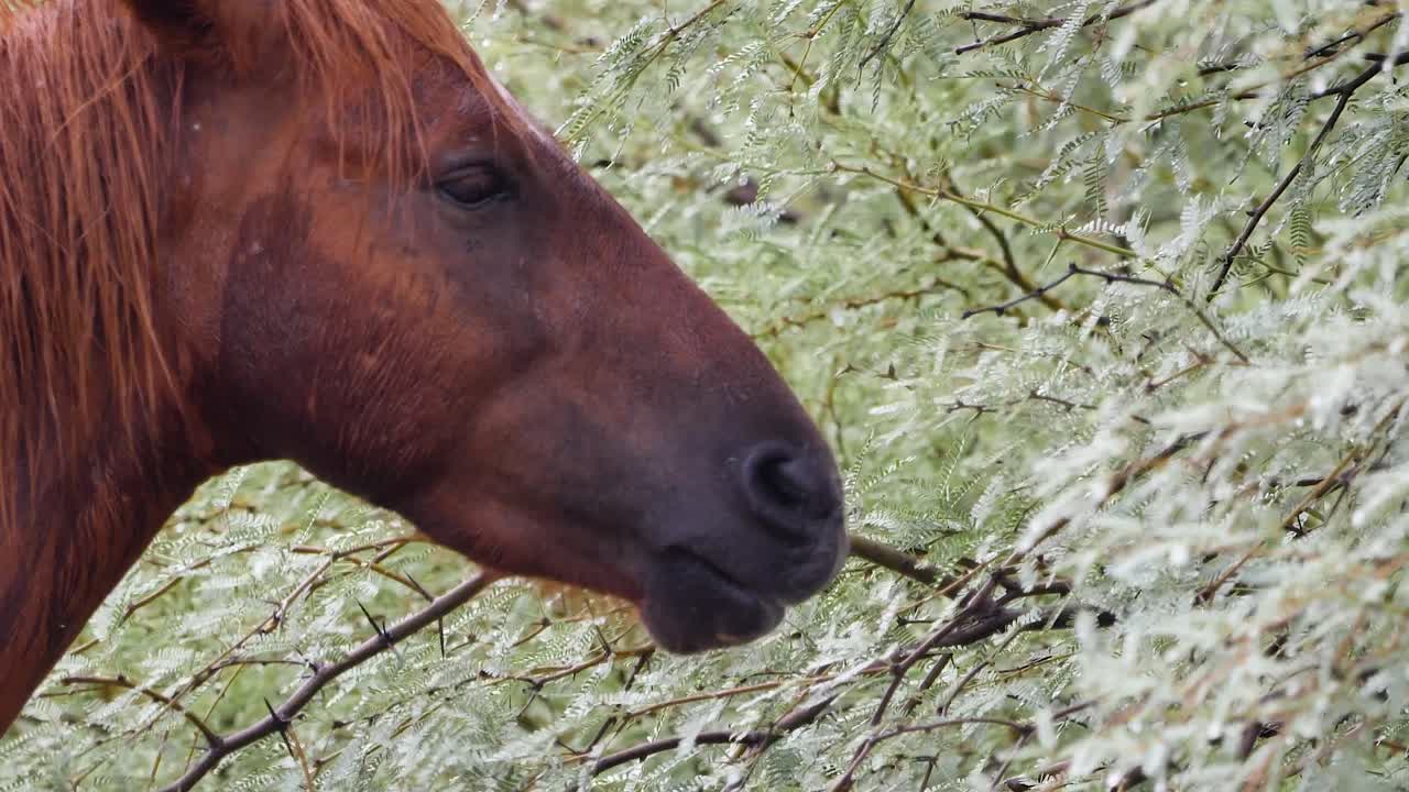 Scarred horse eats the leaves off of a mesquite tree