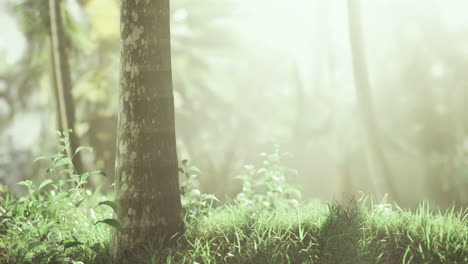 sunlight filters through trees in a serene forest landscape