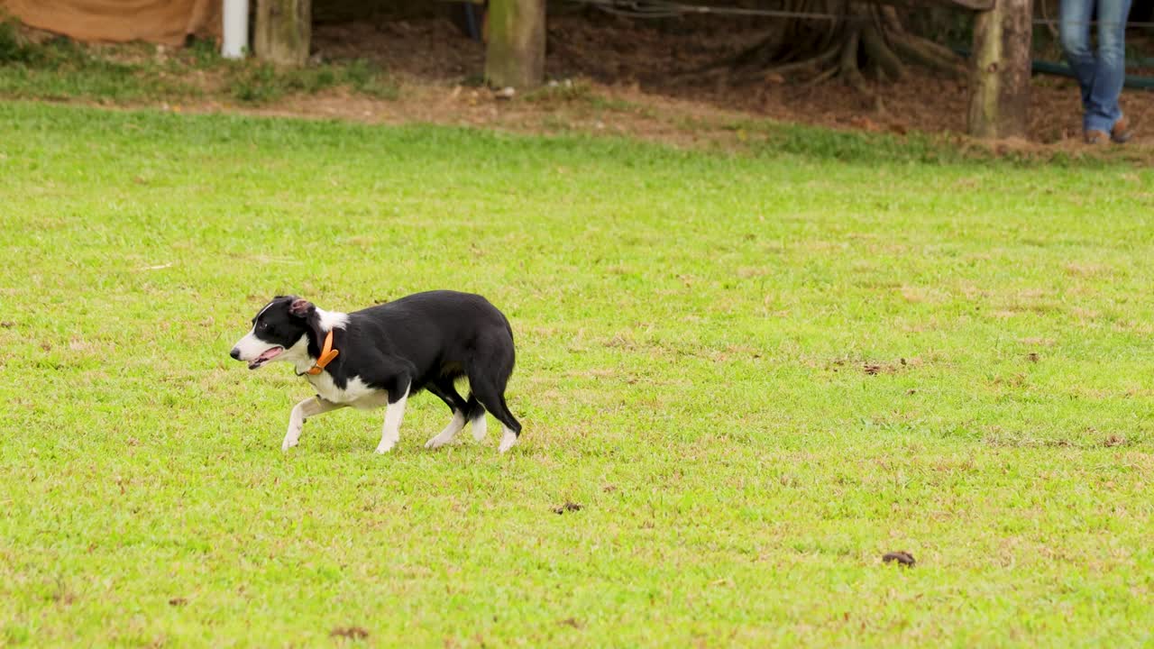Cattle dog actively herding livestock in grassy outdoor paddock, natural daylight, wide shot, dynamic movement