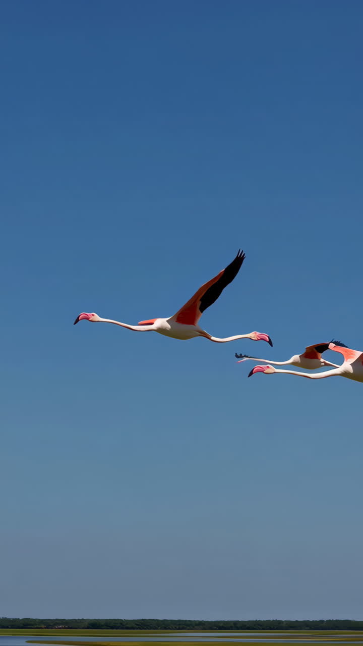 Two Flamingos Flying in a Clear Blue Sky