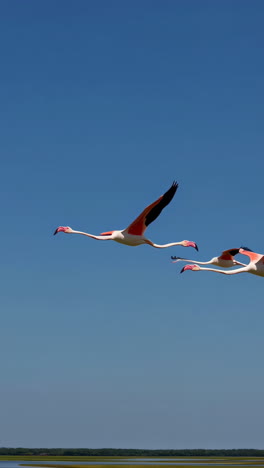 two flamingos flying in a clear blue sky