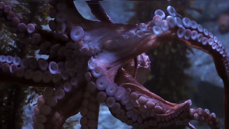 un pulpo enorme extiende sus tentáculos contra el cristal de un acuario - cierre con vistas a las ventosas