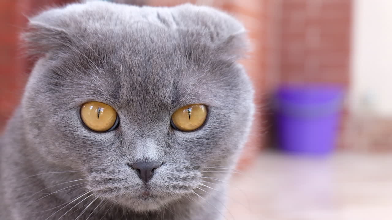 Close up of a grey Scottish Fold cat sitting in a court