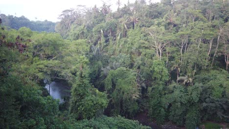 Lush-Jungle-Forest,-Green-Landscape-in-Sukawati,-Bali,-Indonesia,-a-River-Cross-between-lines-of-Native-Southeast-Asian-Trees-and-Plants,-60-fps