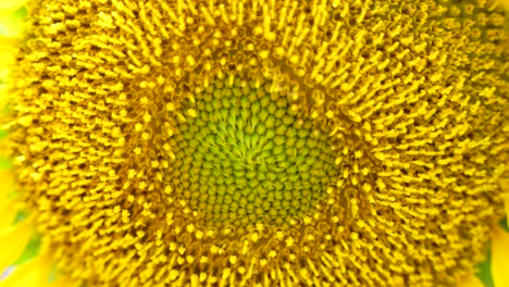 una foto de girasol de cerca