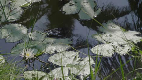 在水中漂浮的<unk>花,<unk>子樹在水中反射,輕微的風和白色和單一的黃色<unk>樹花