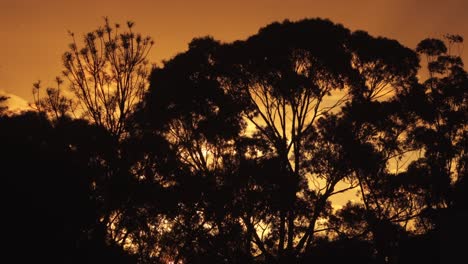 Puesta-De-Sol-Australiana-Detrás-De-Grandes-árboles-De-Goma-Lapso-De-Tiempo-Australia-Maffra-Gippsland-Victoria