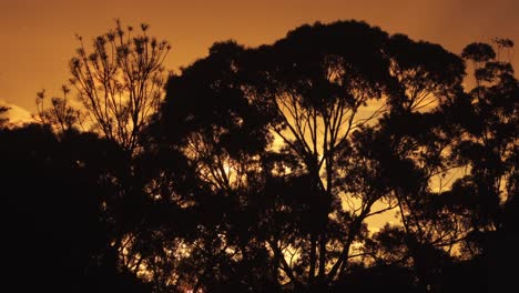el atardecer australiano detrás de los grandes árboles de goma el lapso de tiempo australia maffra gippsland victoria