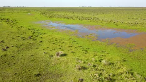 Wetlands-of-northeast-Argentina-shooted-with-drone