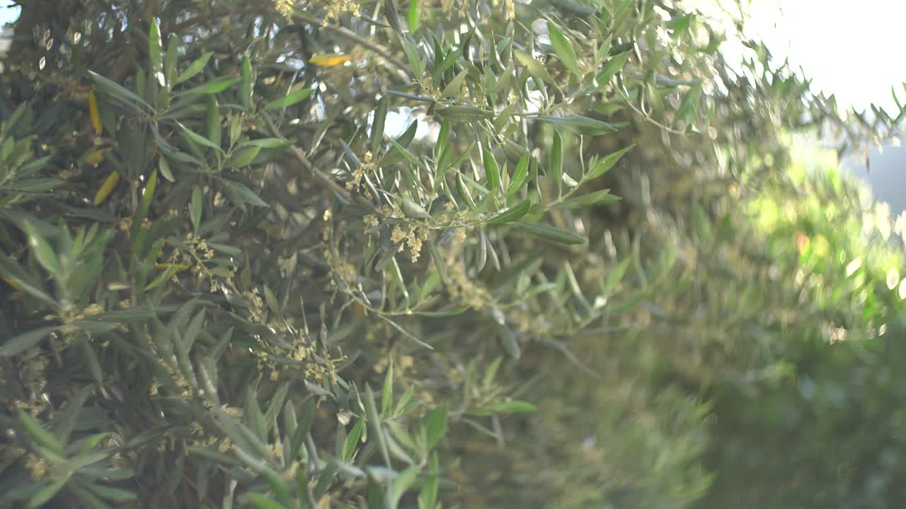 울창한 초록색 잎자루와 작은 꽃이 있는 덤불의 근접한 모습, 앞면에 밝은 빛의 반임