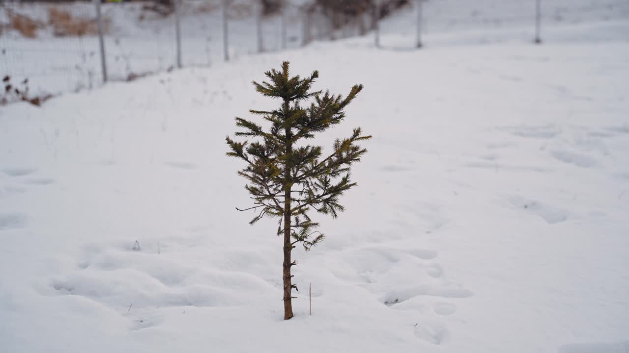 Nærbillede af stockoptagelser af et ungt grantræ dækket af sne, der fremhæver vinterlandskabet og naturlige teksturer. Ideel til natur-, sæson- eller miljøprojekter