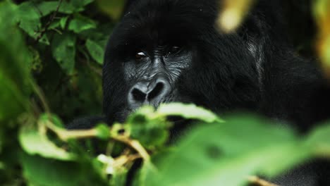Gorila-De-Espalda-Plateada-Relajado-En-La-Vegetación-Forestal
