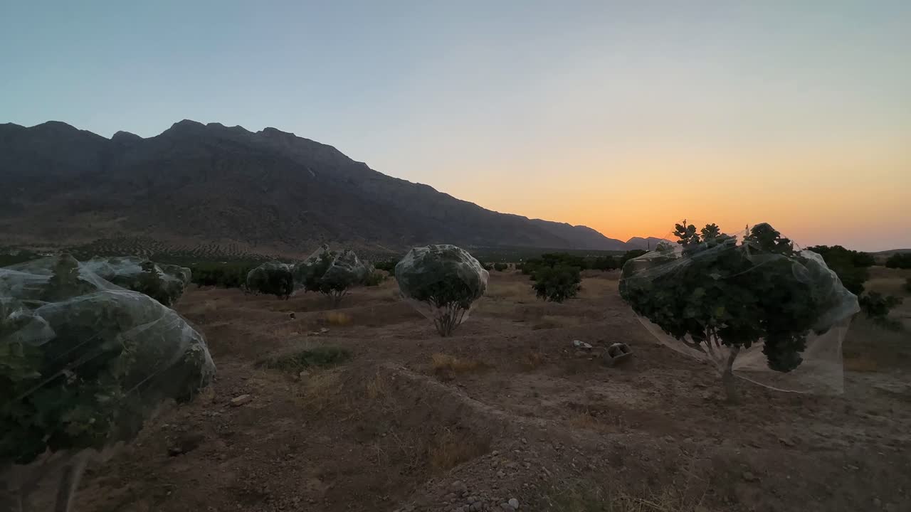 local farmer cover fig tree in harvest season not to eat by birds and make healthy efficient garden product dry fig jam in traditional historical agriculture skill in Iran Countryside rural village