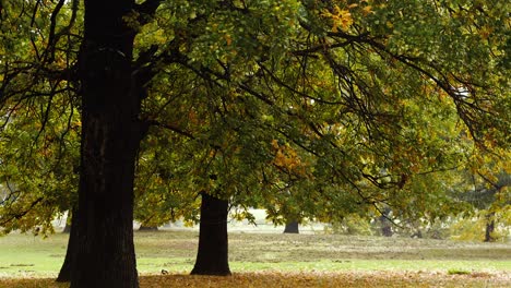 4k shots of autumn, rusty looking trees and forest