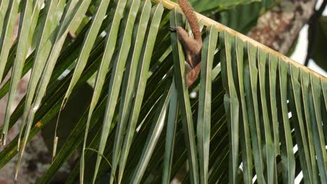 Ardilla-Marrón-Jugando-Con-Hojas-De-Palma-De-Coco