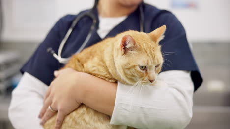 hands, veterinary and woman pet cat for care