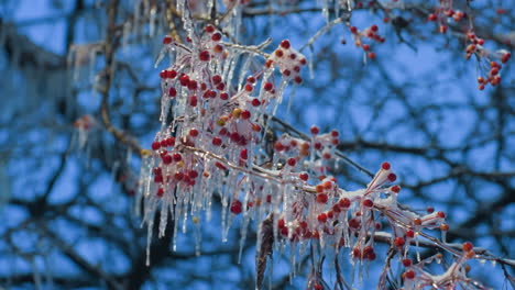 close-up of red berries encased in frost and shimmering icicles on tree branches, highlighted against a vibrant blue winter sky, the intricate frozen details