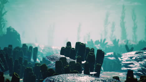 underwater coral reef with sun rays