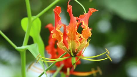 Die-Blüte-Einer-Prachtlilie-Blüht-Während-Der-Monsunzeit-In-Den-Westlichen-Ghats-Indiens.-Der-Regen-Erreicht-Seinen-Höhepunkt.-Es-Handelt-Sich-Um-Eine-Giftige-Pflanze-Mit-Einigen-Medizinischen-Anwendungen.-Die-Blütenblätter-Sehen-Aus-Wie-Flammen-Von-Gelb-Bis-Rot